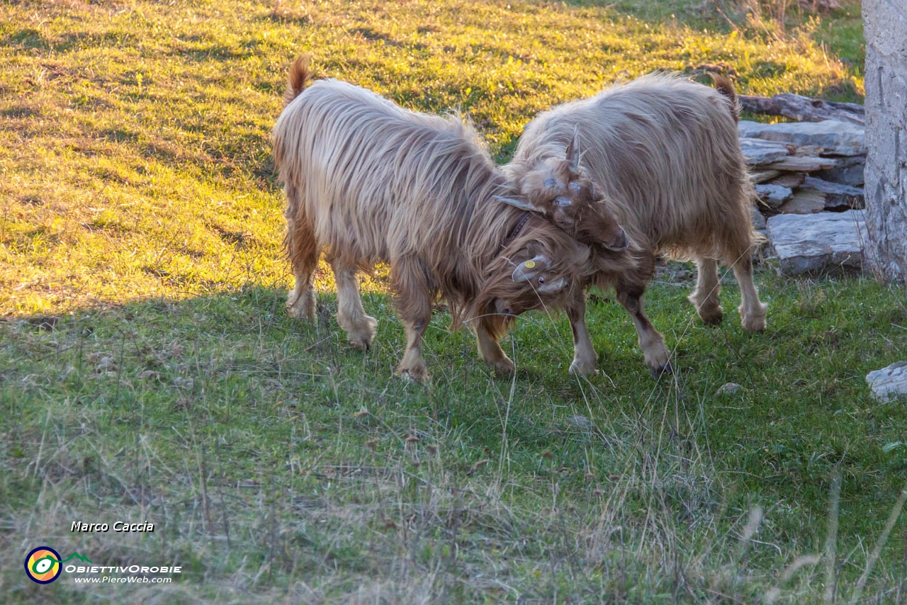 Albanovembrina  dal Linzone-34.JPG